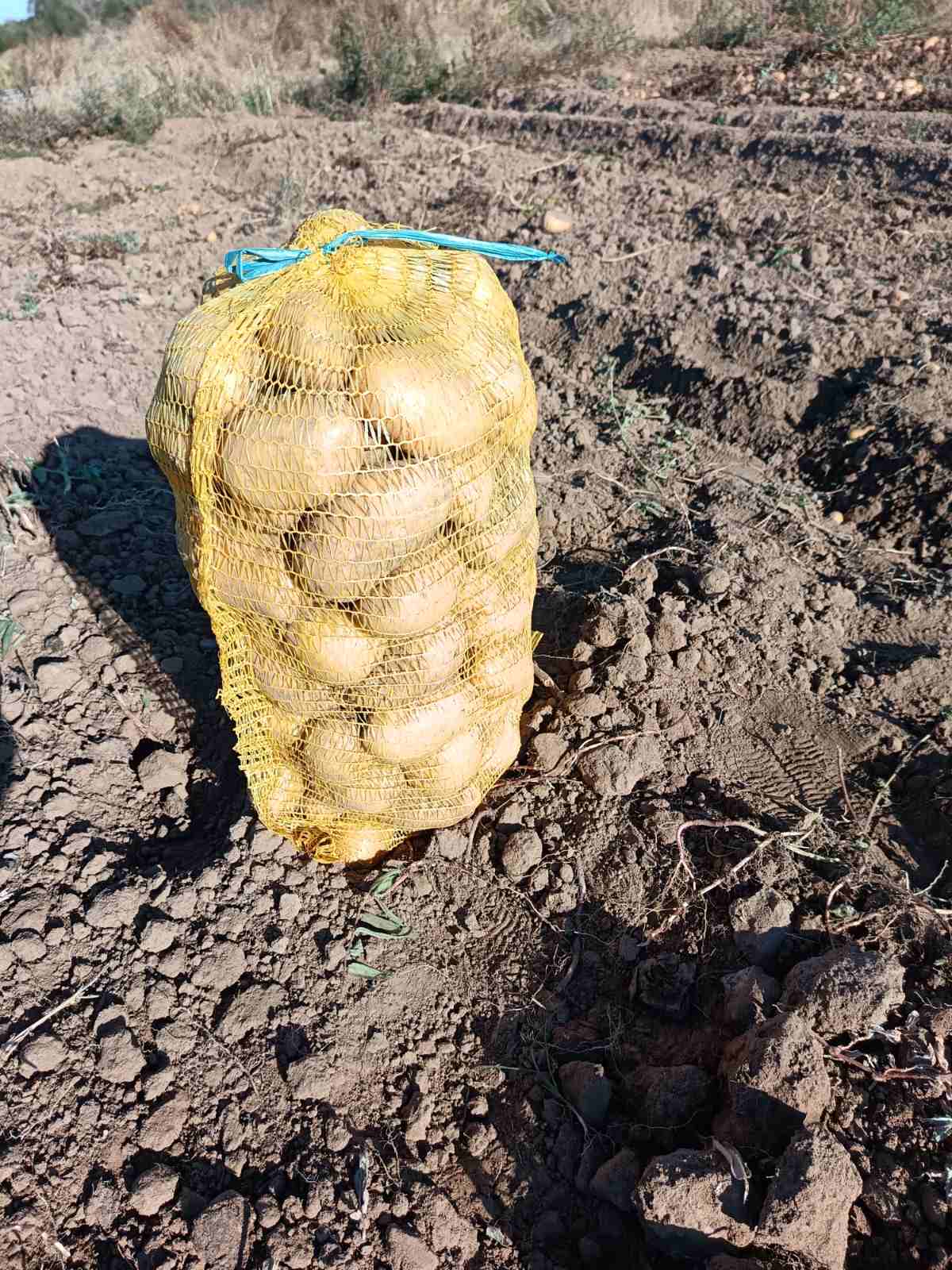 🥔 КАРТОФИ СОРТ „СОРАЯ“ – ЗА ПРОДАЖБА 🥔 🌱 Отличен сорт с много добри вкусови качества!