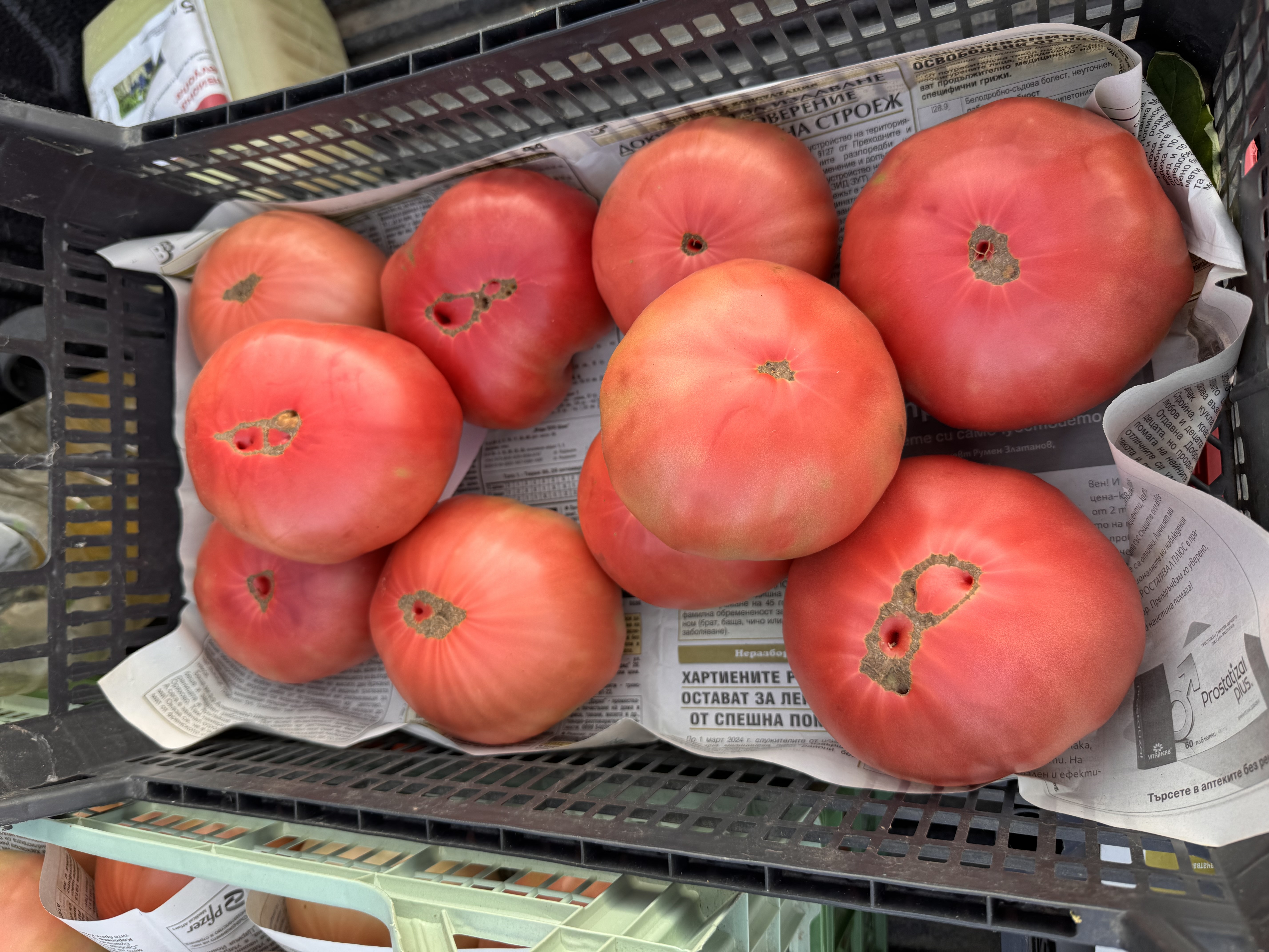 Продавам домат розова магия ( стар сорт)