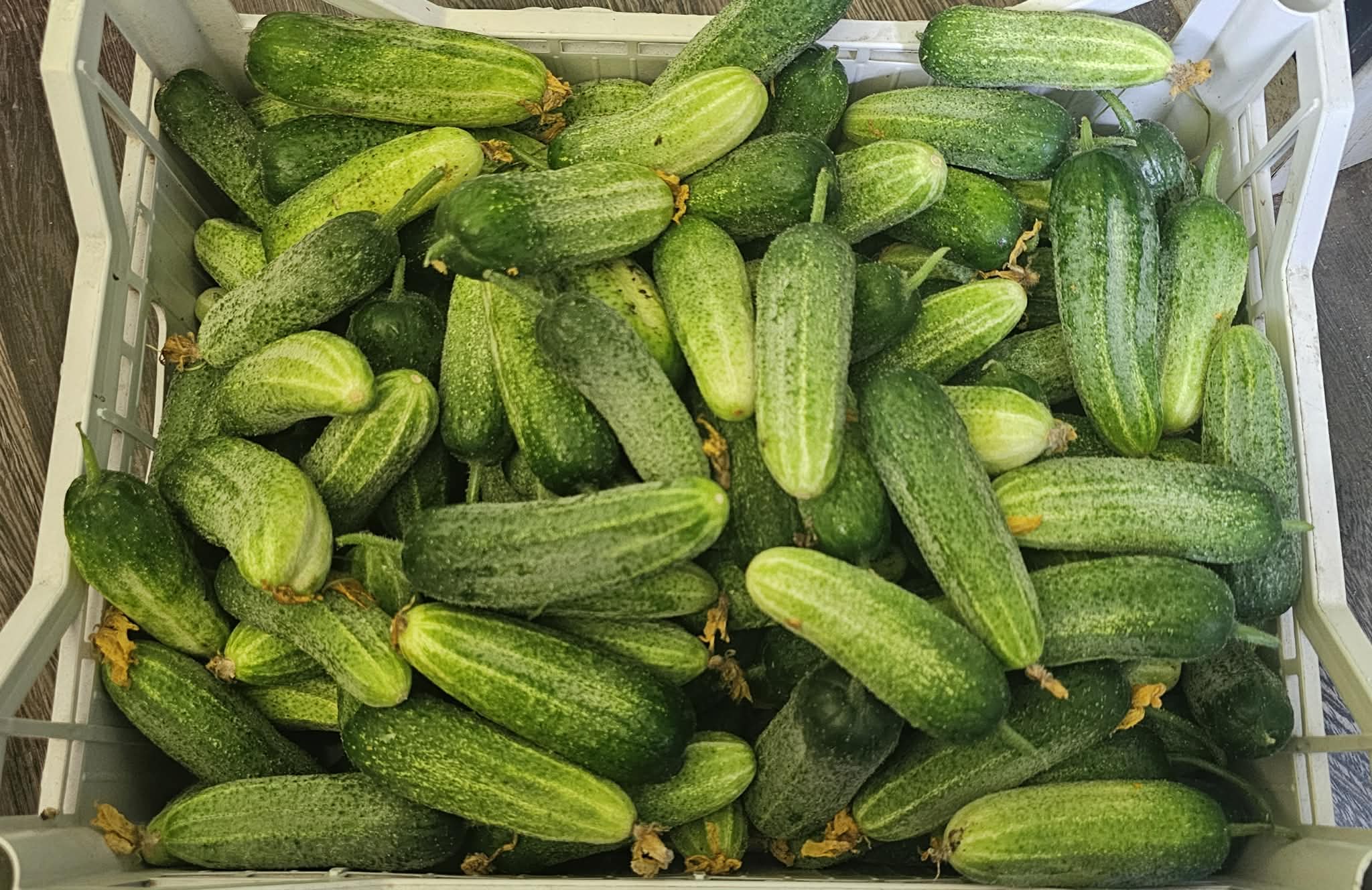 Домашни салатни краставици и корнишони